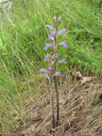 Phelipanche purpurea 01, Štěpánovská hora