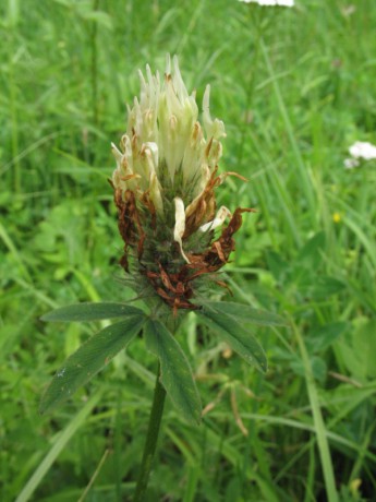 Trifolium ochroleucon, Štěpánov