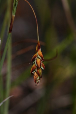 Carex limosa-IMG_7033
