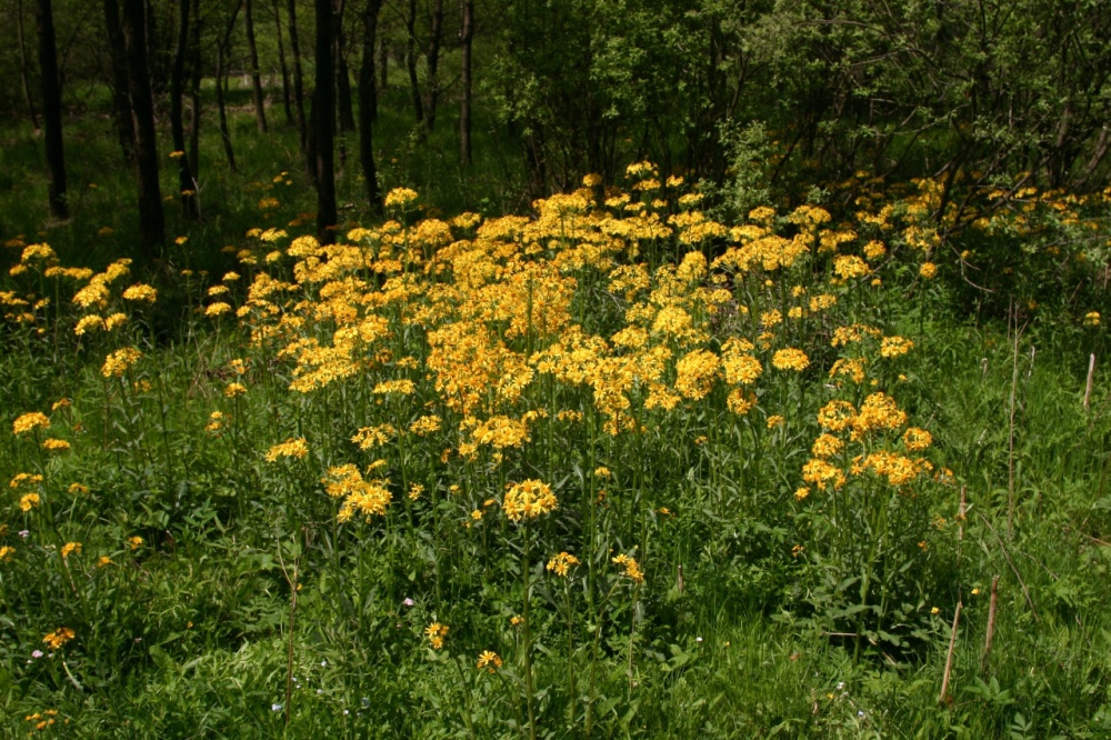 03_Senecio rivularis