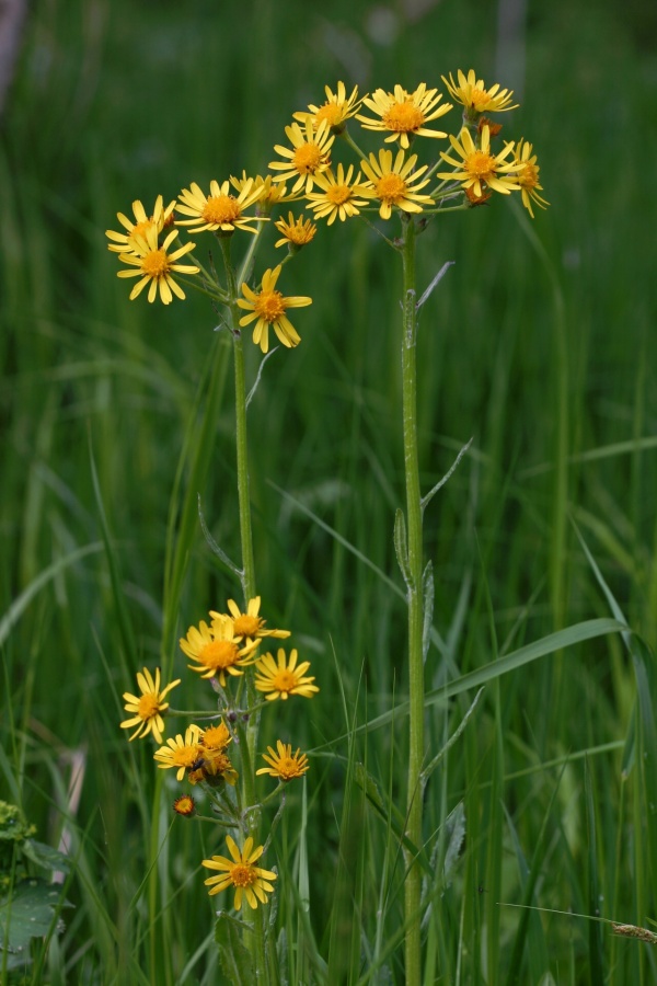 04_Senecio rivularis