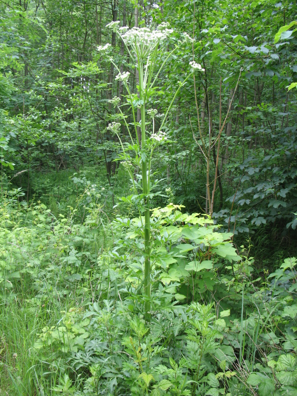 Pleurospermum austriacum