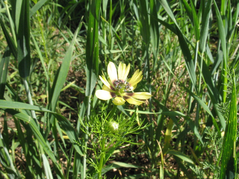 Adonis aestivalis var. citrinus