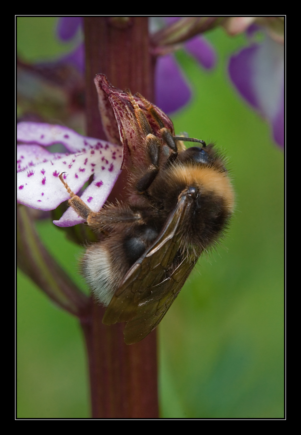 16_Bombus sp.