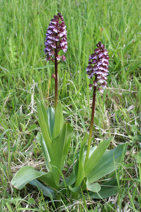 27_Orchis purpurea_01