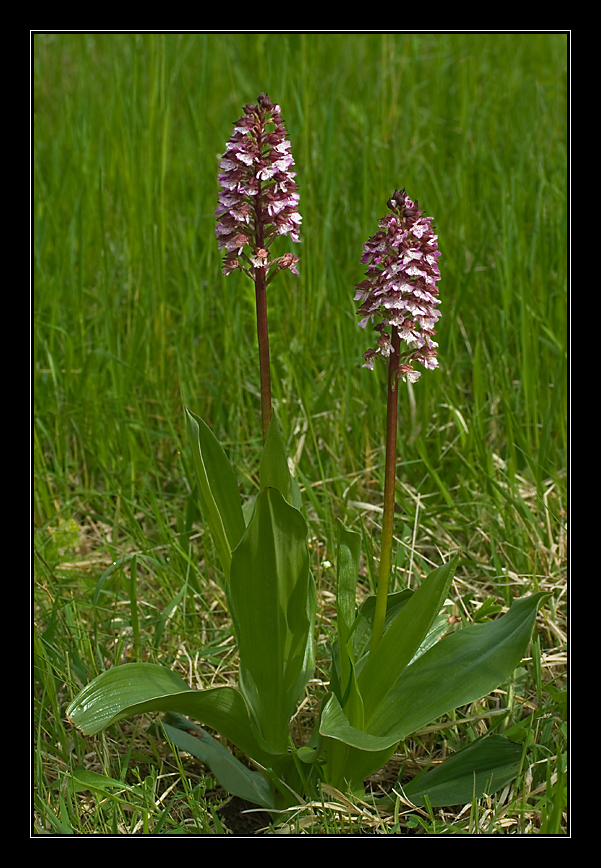 28_Orchis purpurea_02