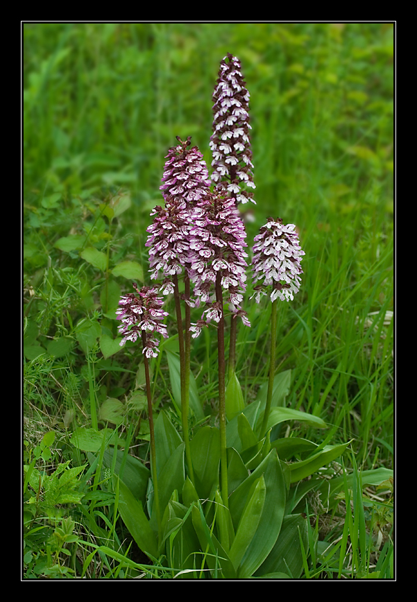 29_Orchis purpurea_03