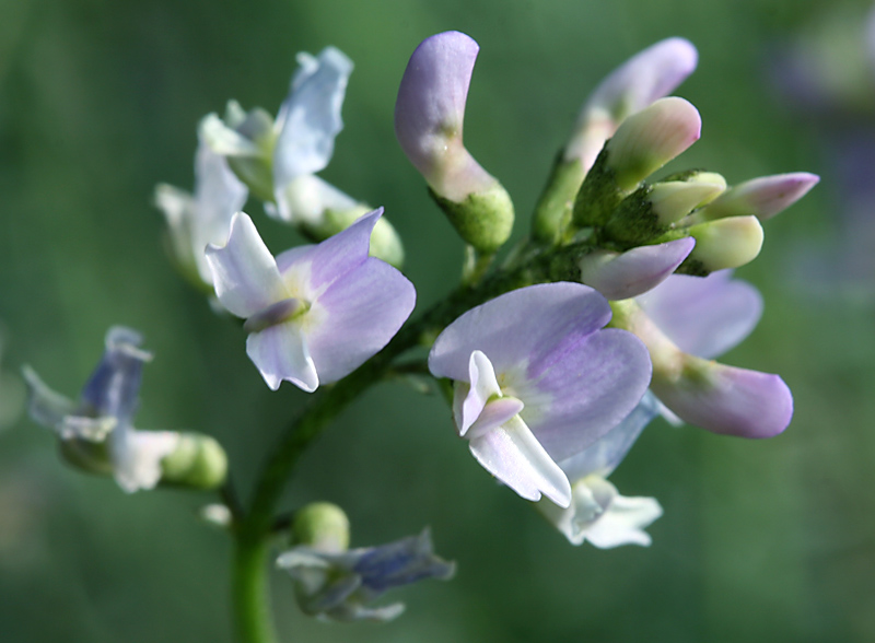 Astragalus austriacus